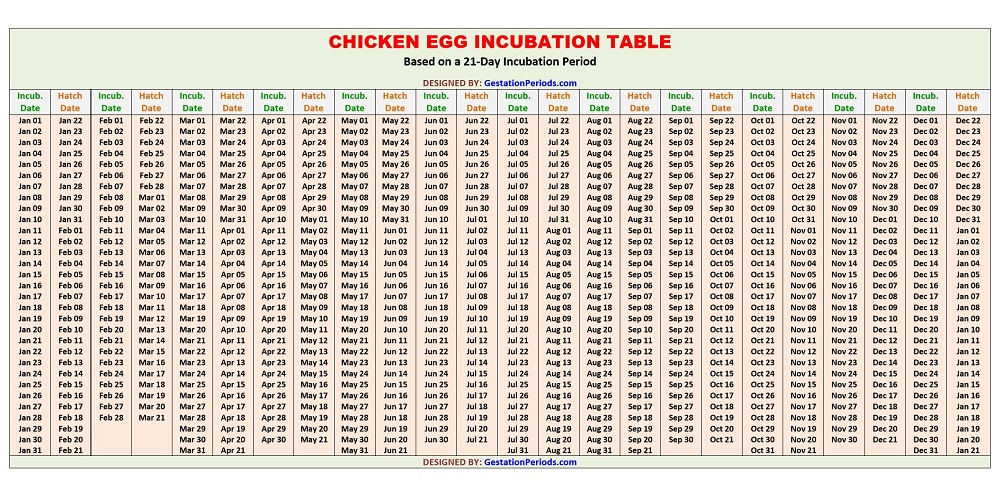 Chicken Egg Incubation Calendar